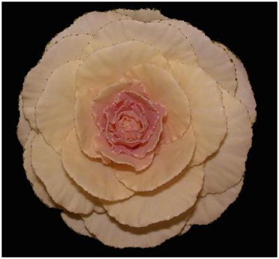 Cabbage flower