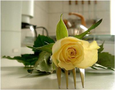 rose in my kitchen