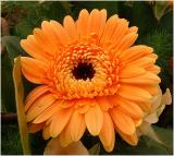 Orange flower 1