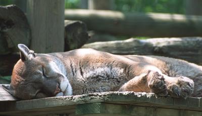 Cougar