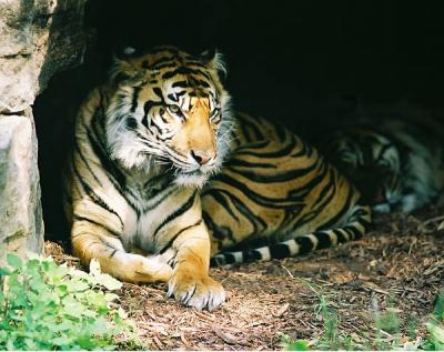 Tiger