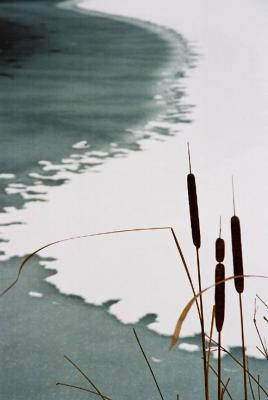 Rushes