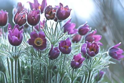 Windflower