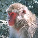 Japanese Macaque Face