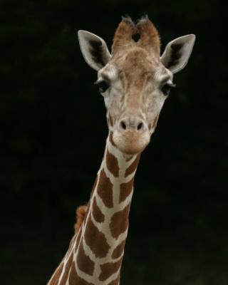 giraffe1.jpg