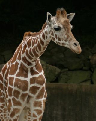 giraffe2.jpg