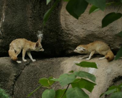 battlingfoxes.jpg