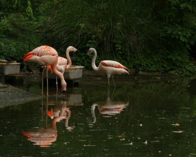 flamingos1.jpg