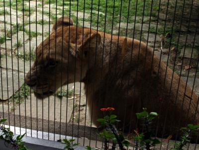 lioness.jpg