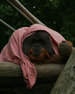 orangutan.jpg
