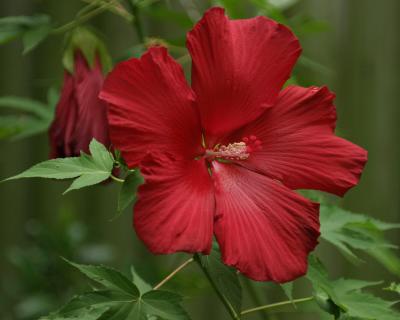 hibiscus.jpg