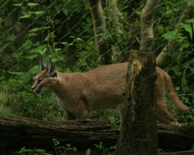 lynx.jpg