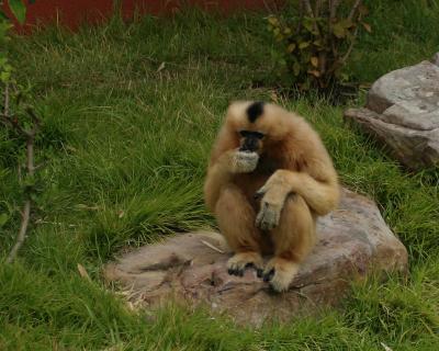 primate2.jpg