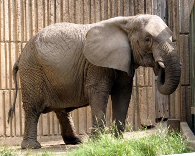 elephantgood.jpg