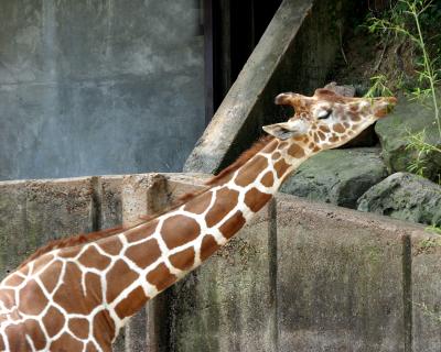 giraffenibblinggood.jpg