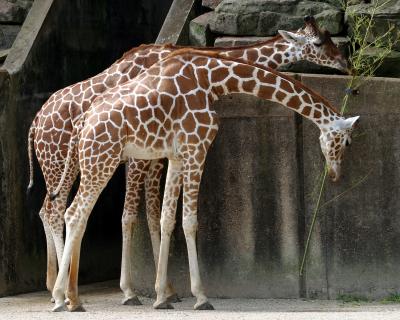 giraffepair.jpg