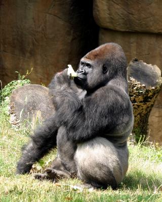 gorillabest.jpg