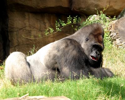 gorillagood.jpg