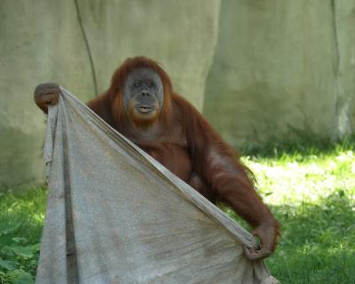 orangutanbest.jpg