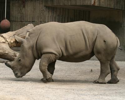 rhino.jpg