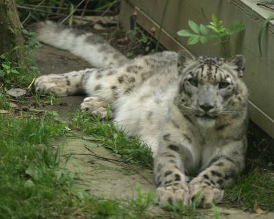 u30/julivalley/medium/18871450.snowleopard.jpg