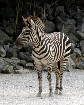 zebragood.jpg