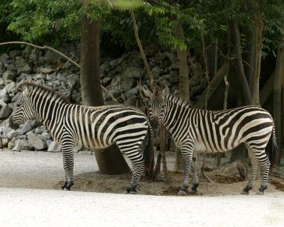 zebras1.jpg
