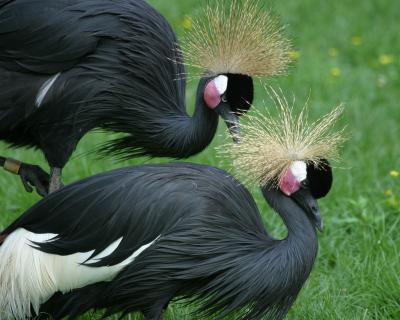 birdpairgood.jpg
