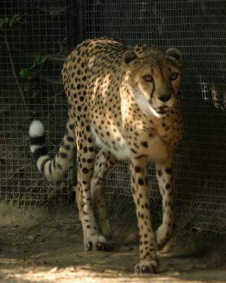 cheetah1.jpg