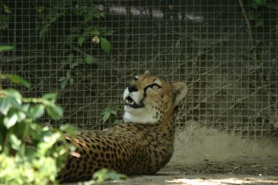 cheetahclose.jpg
