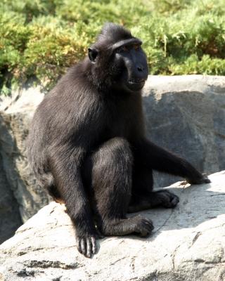 closeupmacaque.jpg
