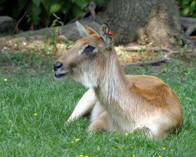 deernice.jpg