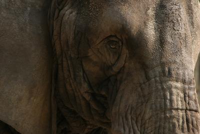 elephanteye.jpg