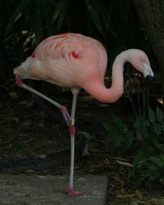 flamingo1.jpg