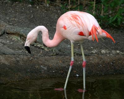 flamingo2.jpg