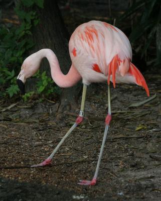flamingo3.jpg
