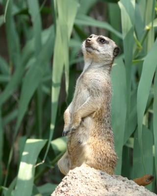 meercat.jpg