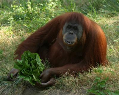 orangutanclose.jpg