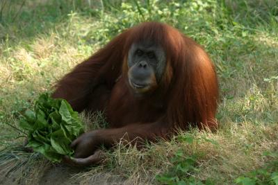 orangutanclose2.jpg