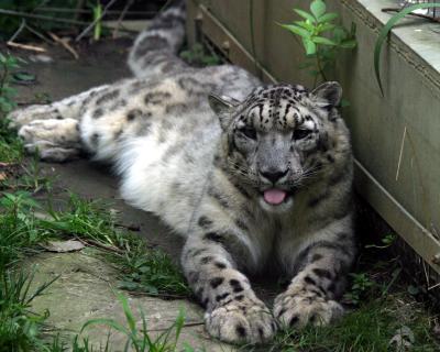 u30/julivalley/medium/19183266.snowleopard.jpg