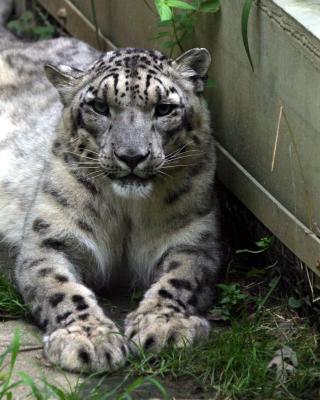 snowleopardclose.jpg