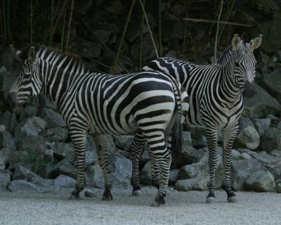 zebrapair.jpg