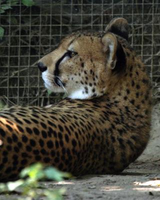 cheetahclose2.jpg