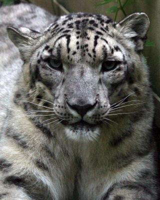 snowleopardultraclose.jpg