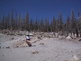 Dead trees due to CO2