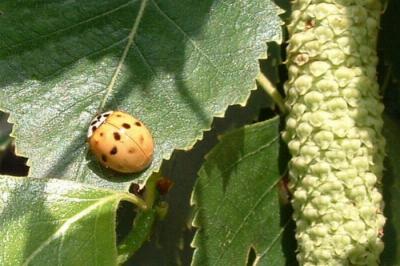 Lady-bug (macro)
