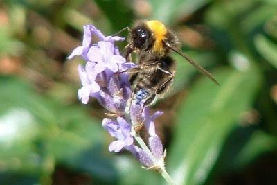Bee (zoom)