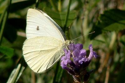 Cabbage White (2)