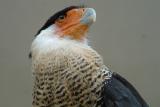 Caracara