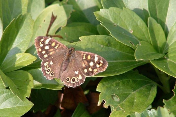 Speckled Wood